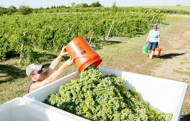 James Arthur Vineyards